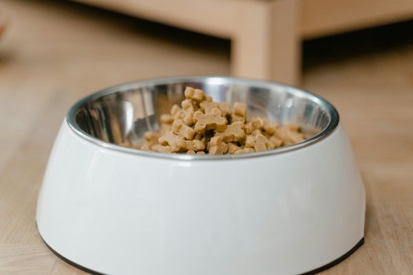 Croquettes pour berger allemand : une nutrition adaptée pour votre chien